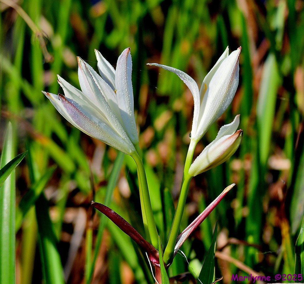 DSC_3788_001.JPG