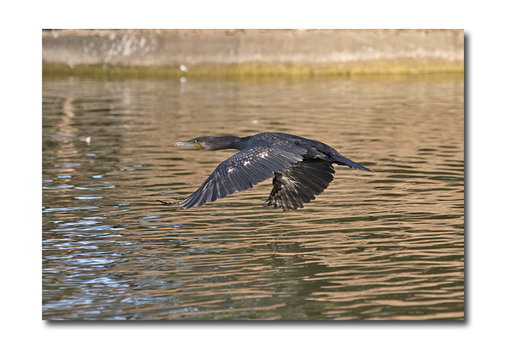 DSC_3789.jpg