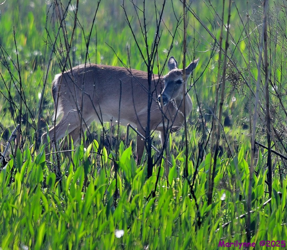 DSC_3789_001.JPG