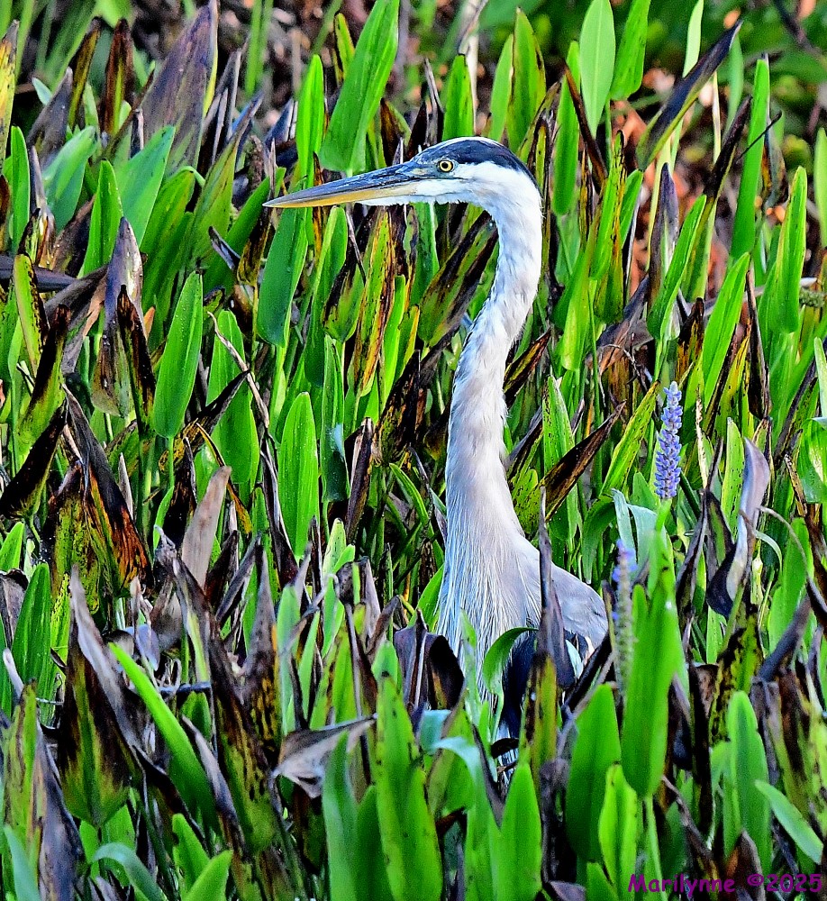 DSC_3789_001.JPG