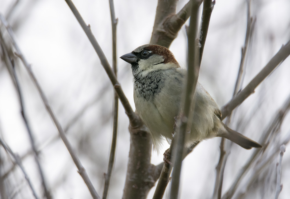 DSC_3790.jpg