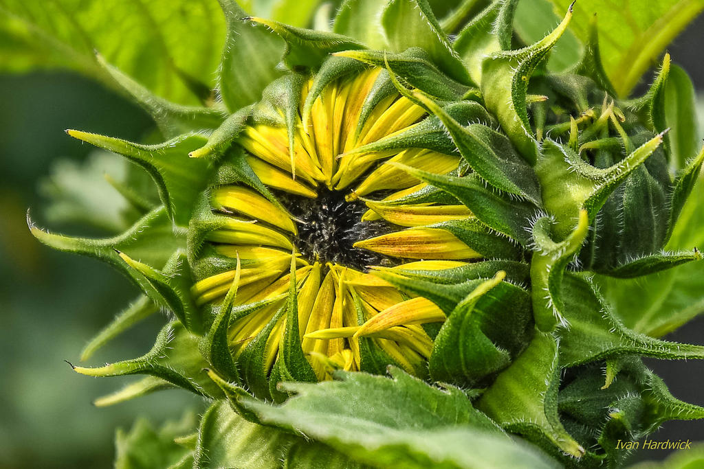 DSC_3790.jpg
