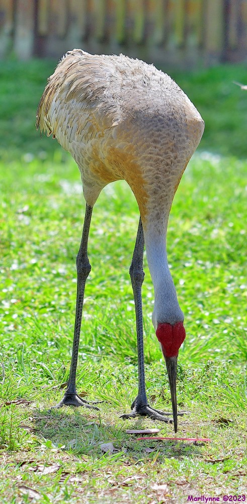 DSC_3791_001.JPG