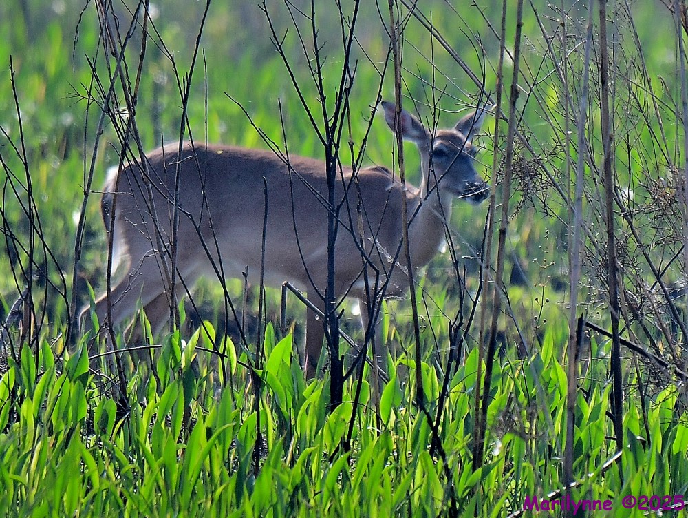 DSC_3792_001.JPG
