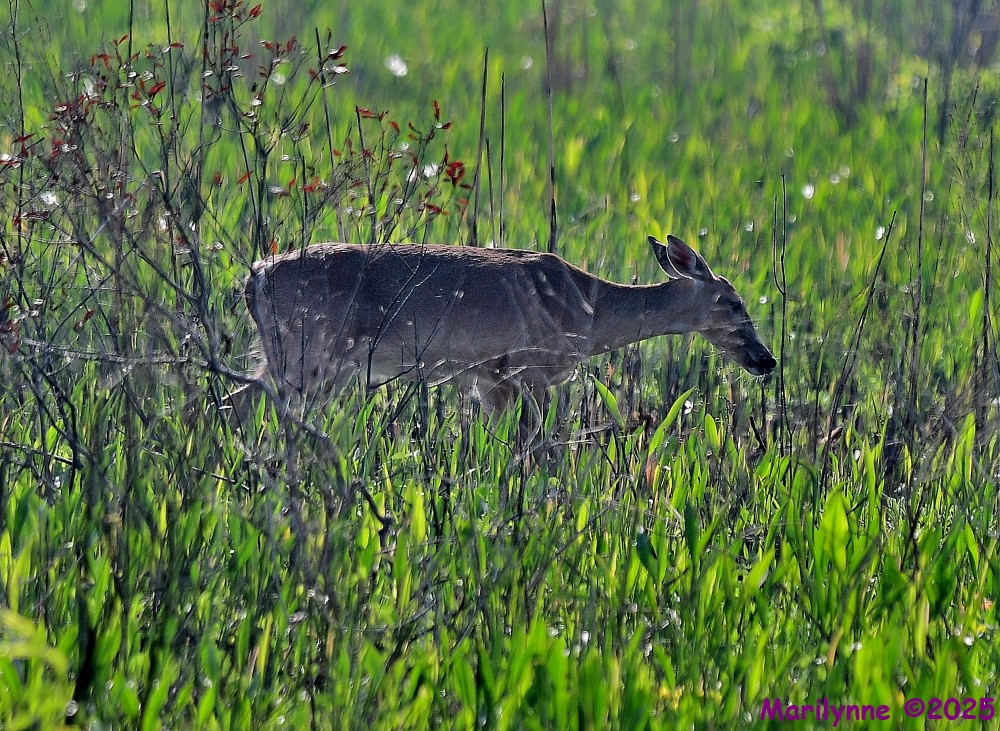 DSC_3795_001.JPG