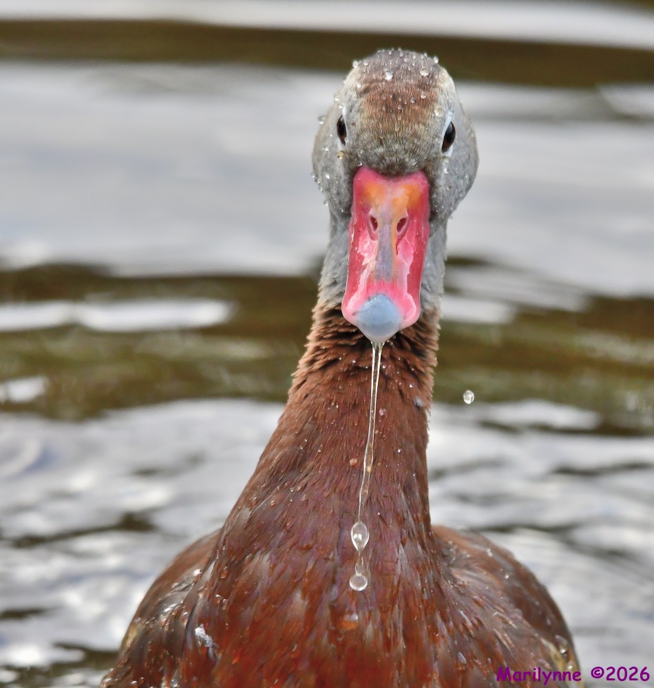 DSC_3797_001.JPG