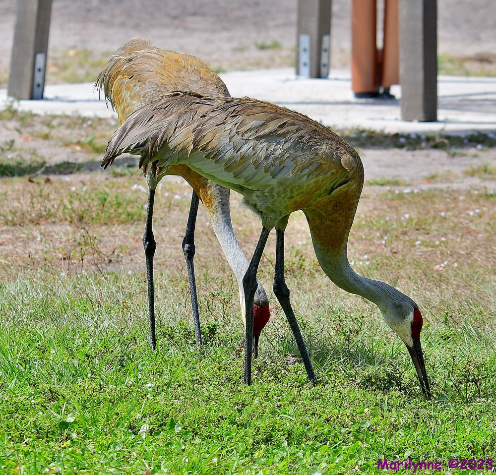 DSC_3798_001.JPG