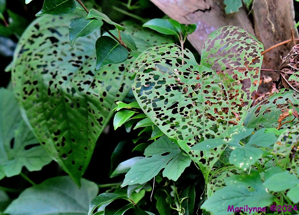 DSC_3800_001.JPG
