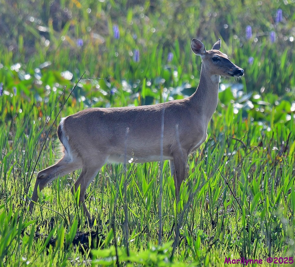 DSC_3800_001.JPG
