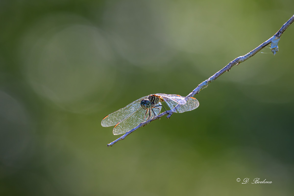 DSC_3801-topaz-rawdenoise-2.jpg