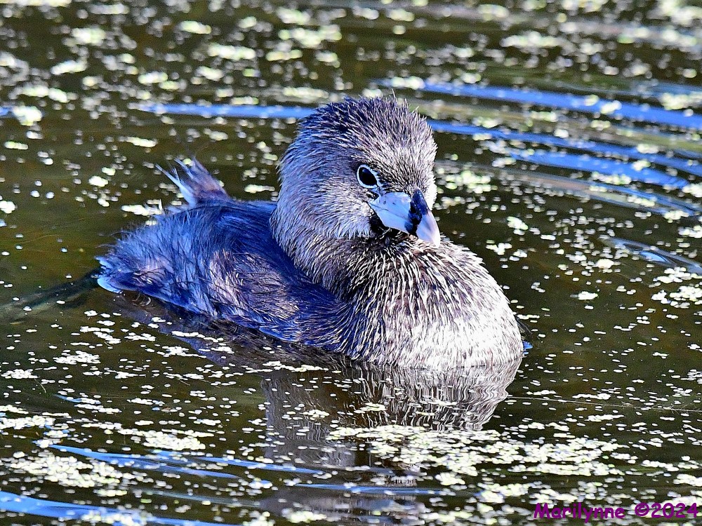 DSC_3801_001.JPG