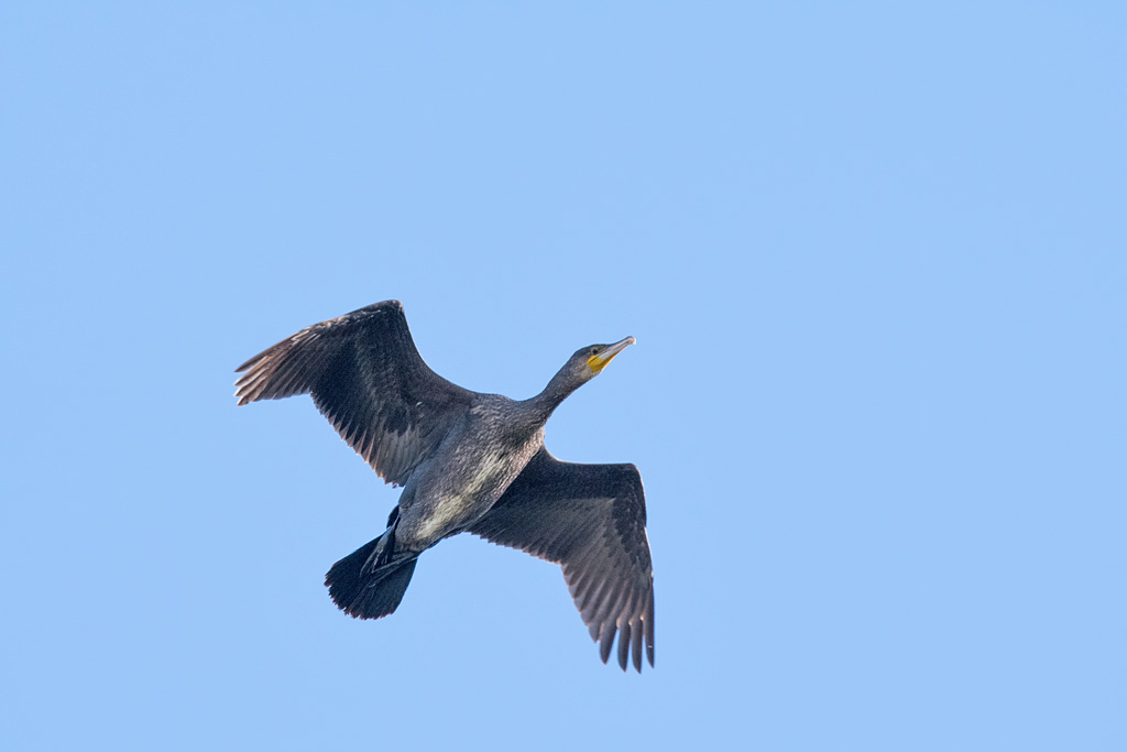 DSC_3802.jpg
