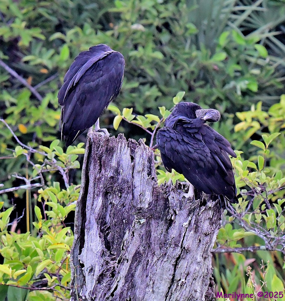 DSC_3802_001.JPG