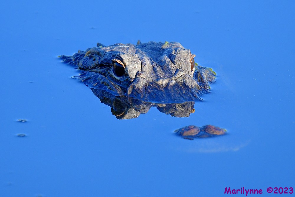 DSC_3804_001.JPG