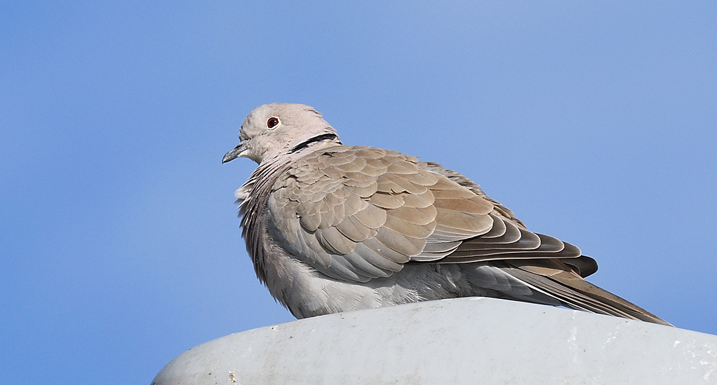 DSC_3805.jpg