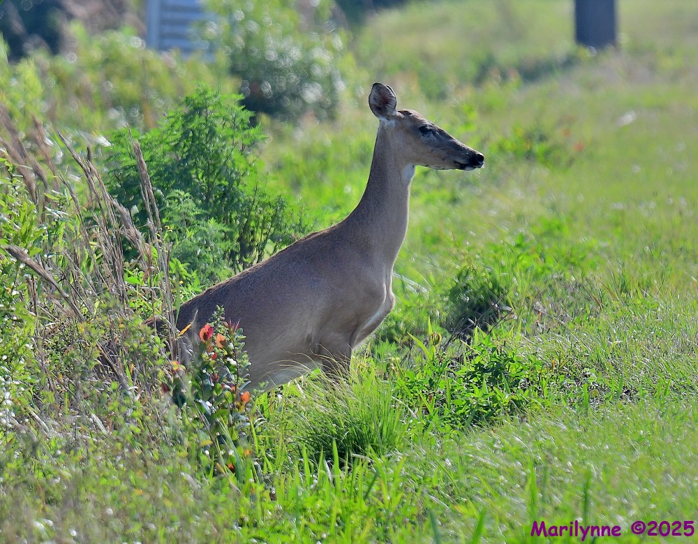 DSC_3805_001.JPG