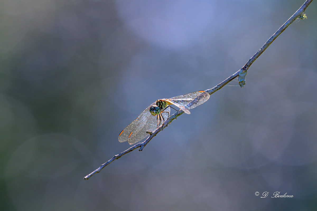 DSC_3806-topaz-rawdenoise.jpg