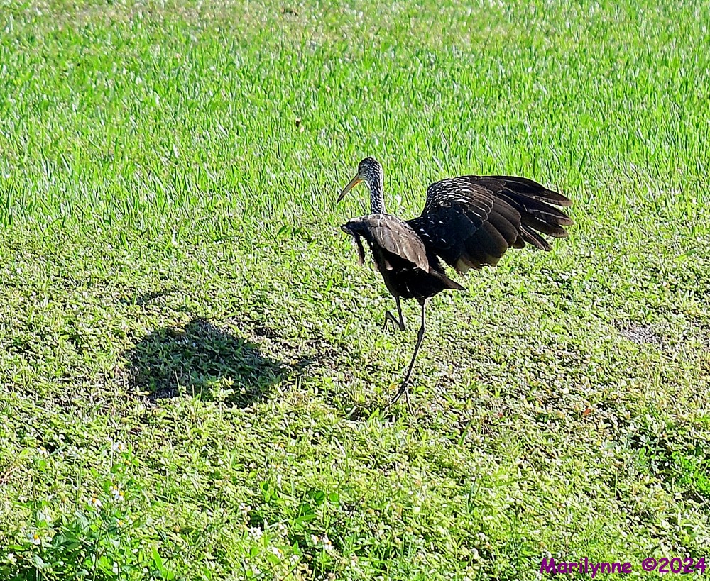 DSC_3806_001.JPG