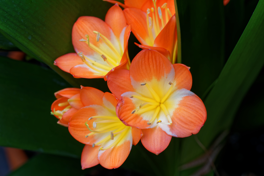 DSC_3806_DxO.jpg