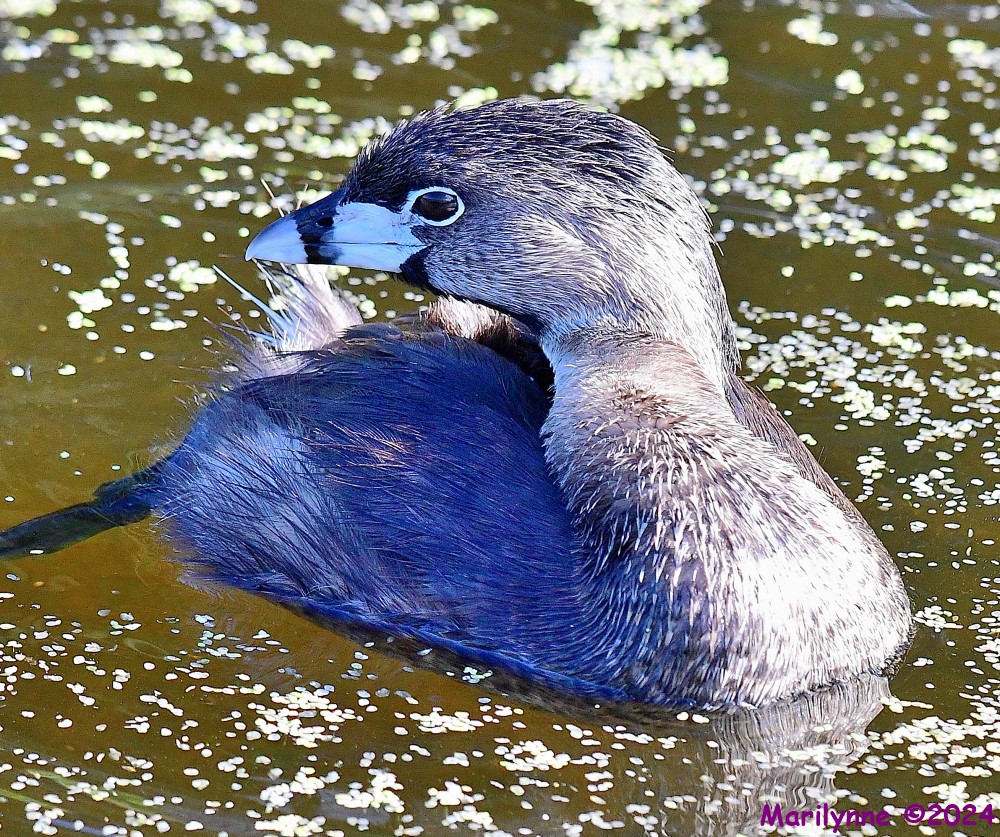DSC_3807_001.JPG