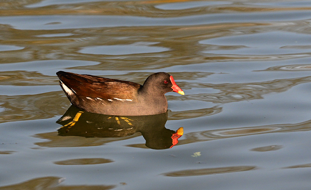 DSC_3809.jpg