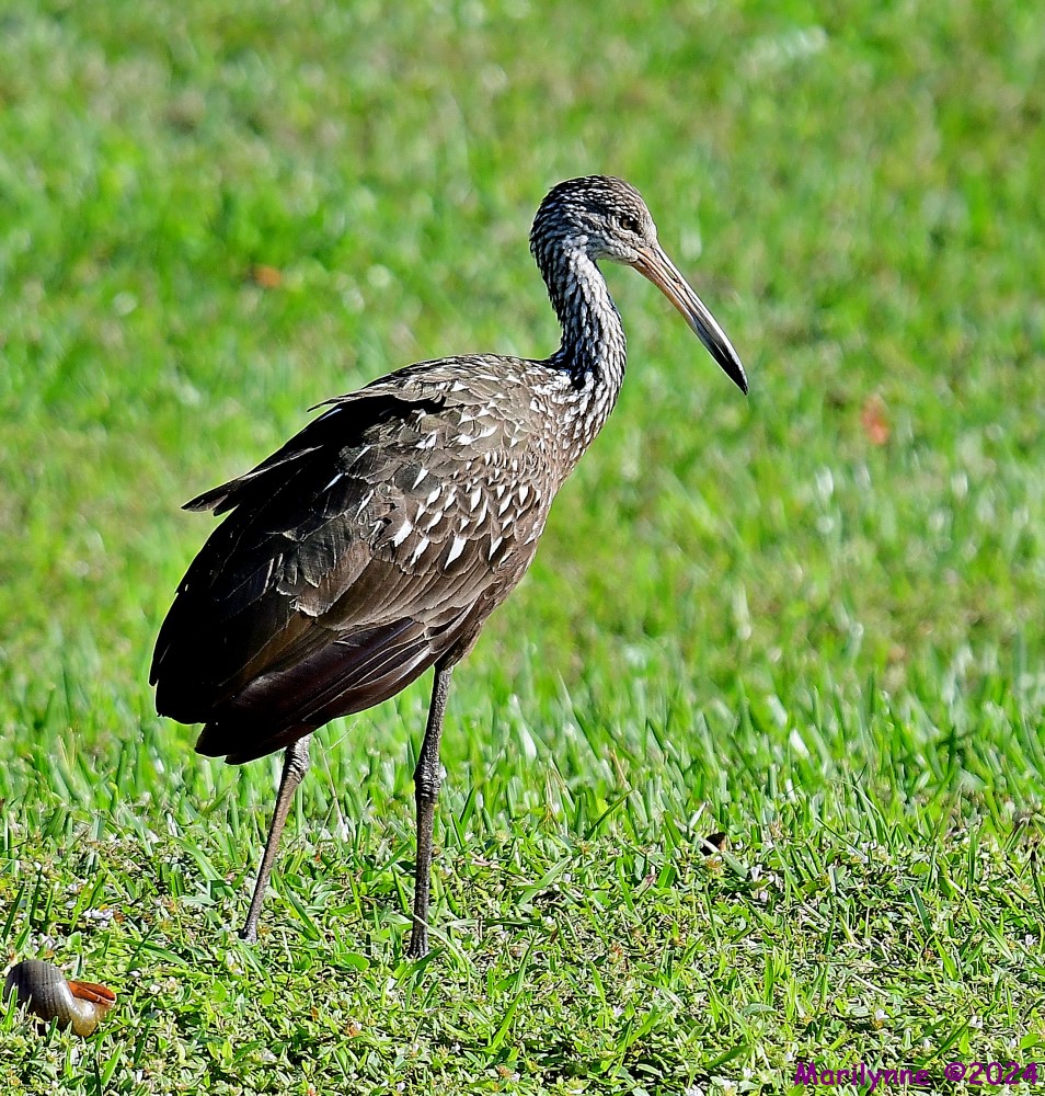 DSC_3809_001.JPG