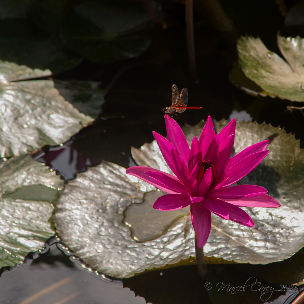 DSC_3811.jpg