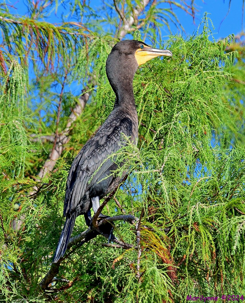 DSC_3815_001.JPG