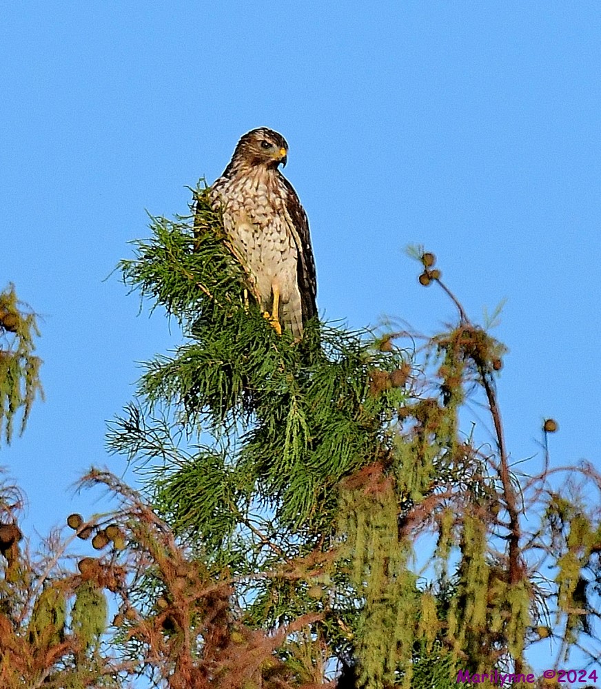 DSC_3817_001.JPG