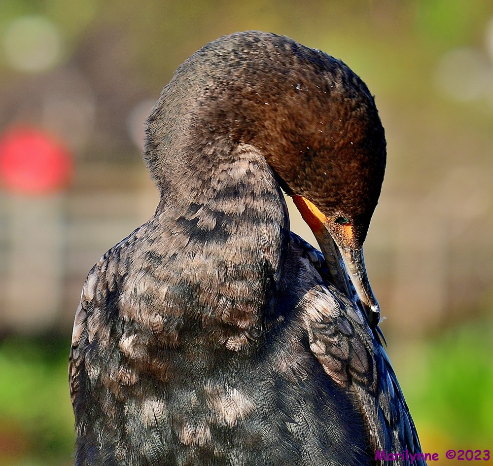 DSC_3818_001.JPG