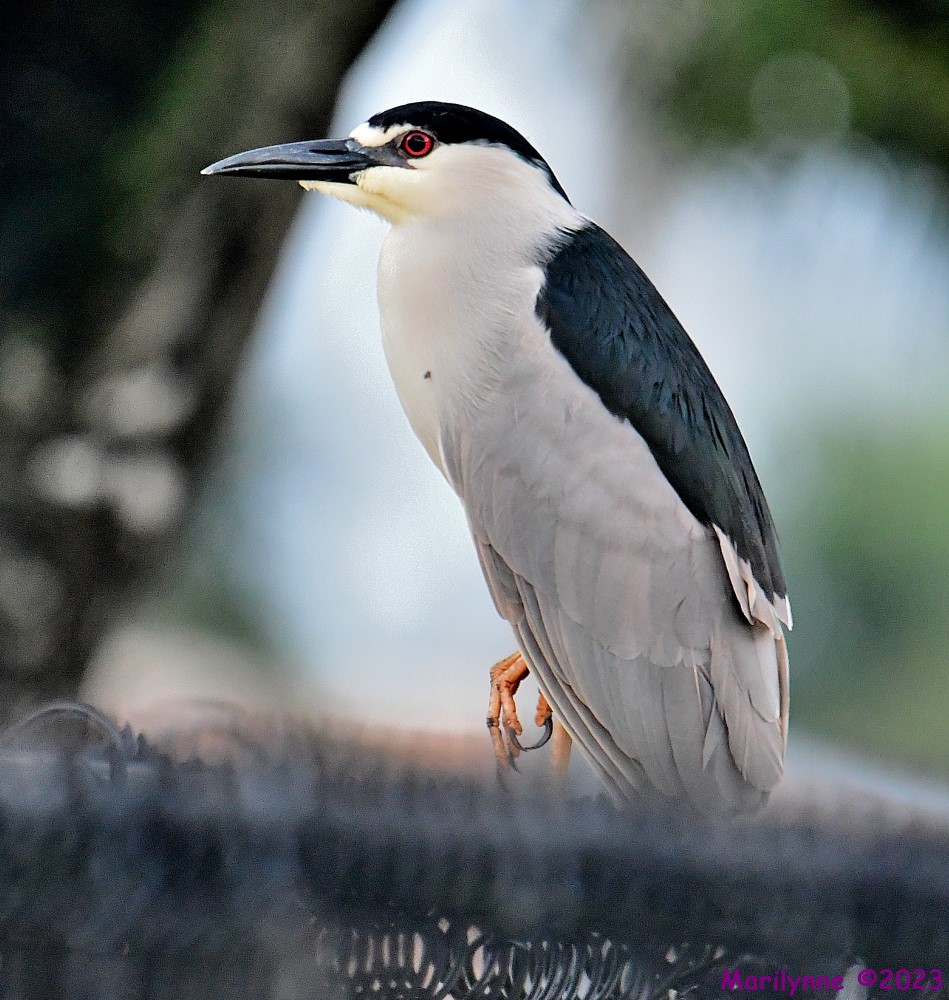 DSC_3818_001.JPG