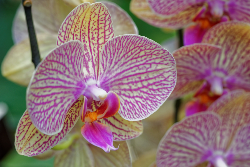 DSC_3818_DxO.jpg