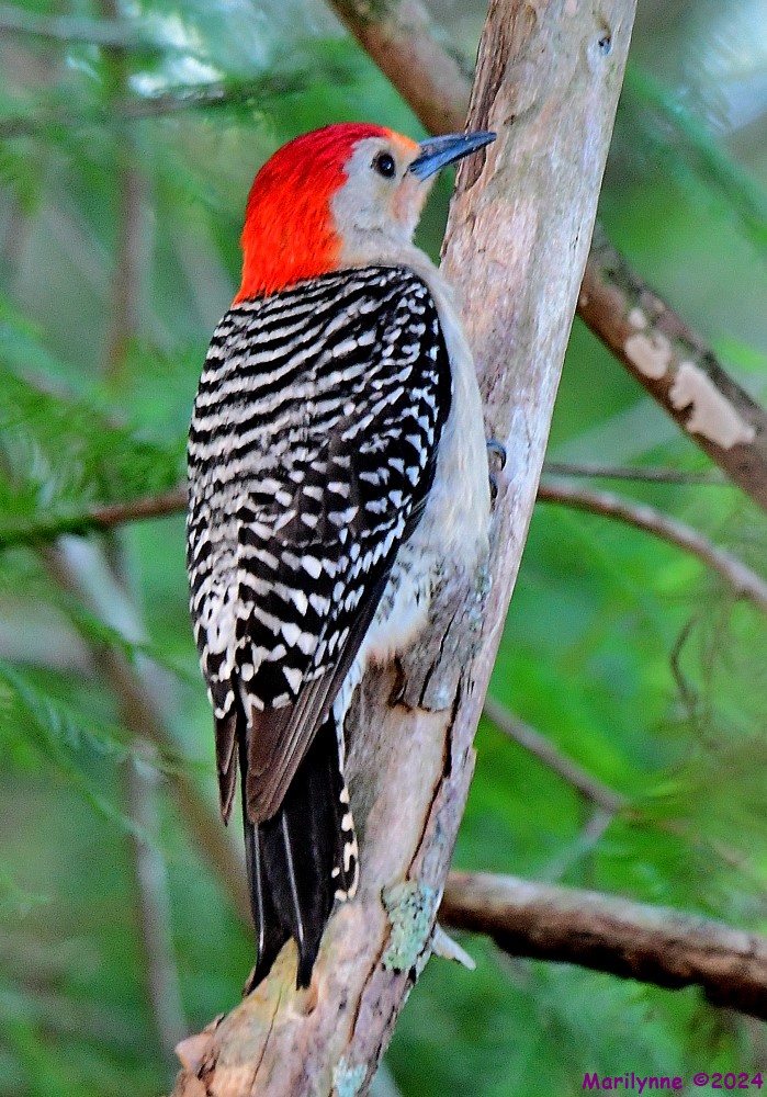 DSC_3821_001.JPG