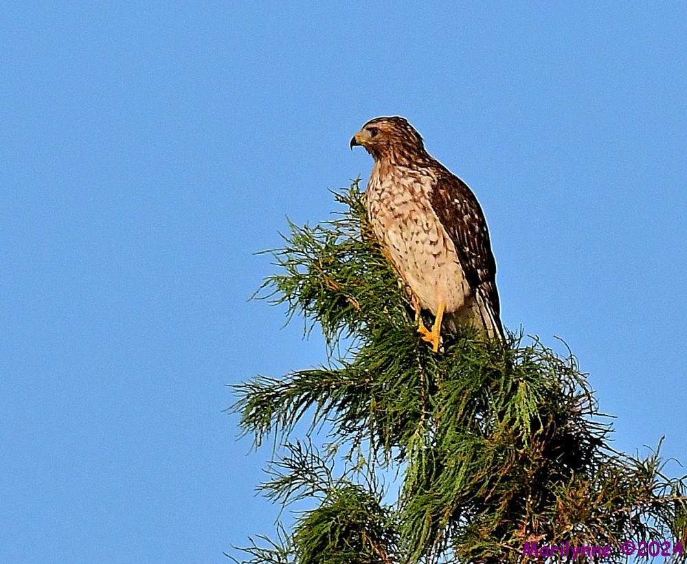 DSC_3823_001.JPG