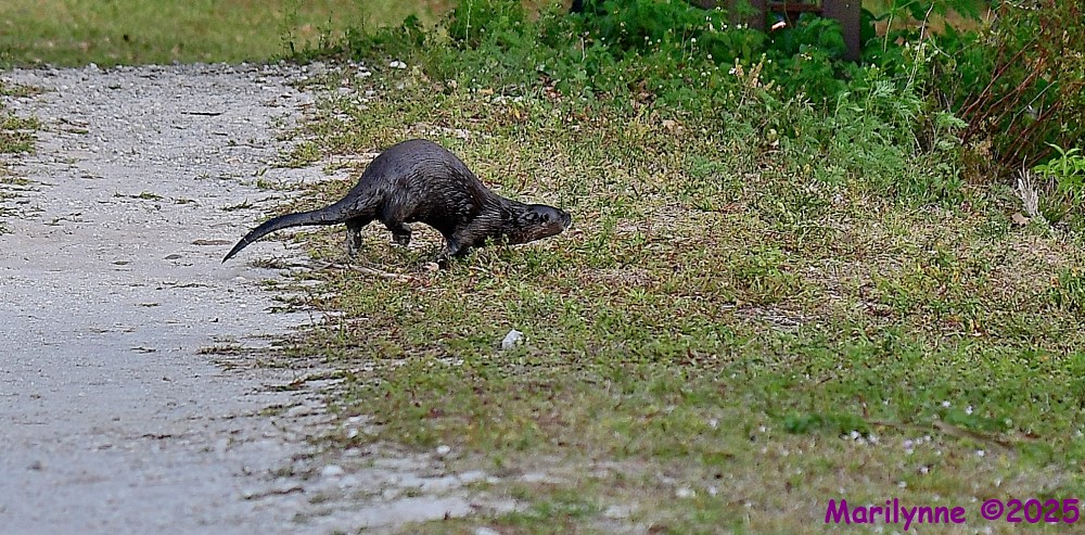 DSC_3825_001.JPG