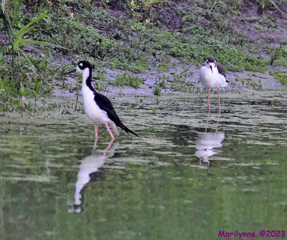 DSC_3827_001.JPG