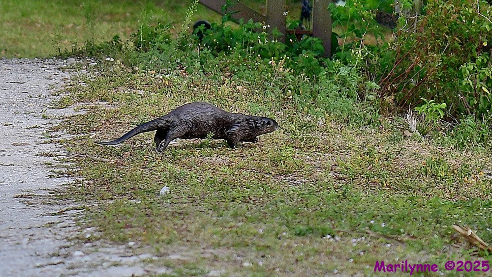 DSC_3827_001.JPG
