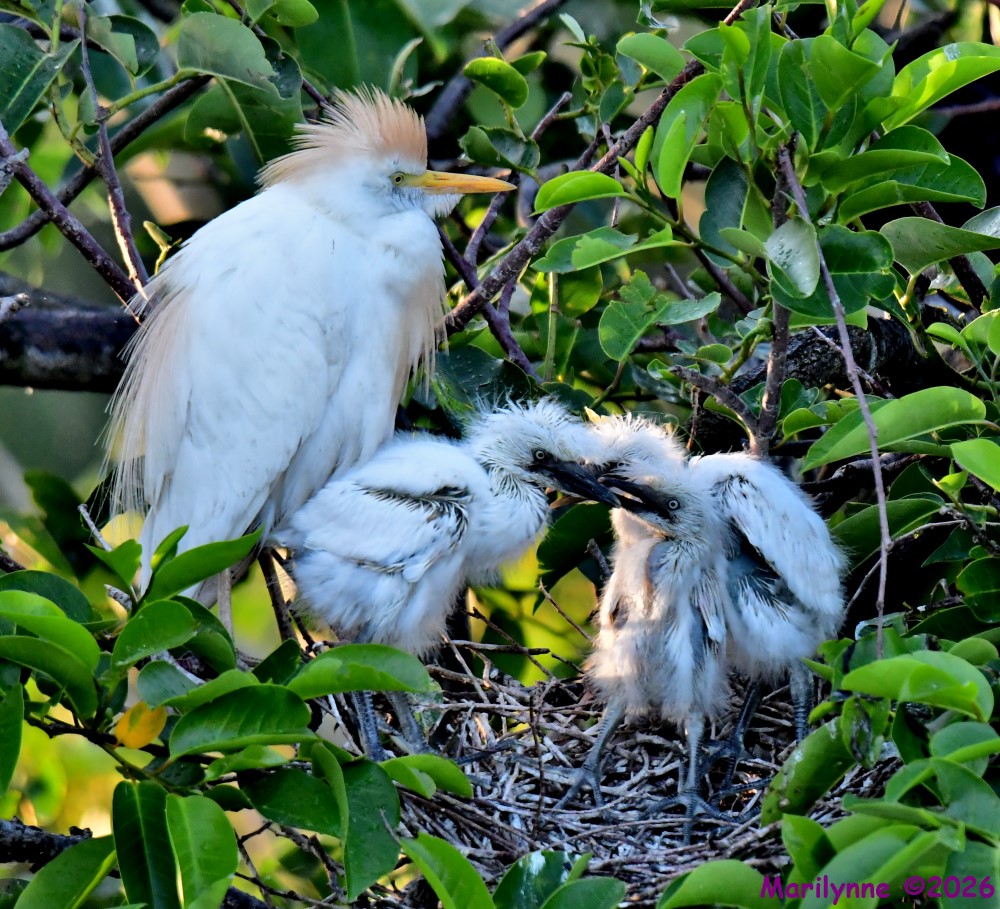 DSC_3827_001.JPG
