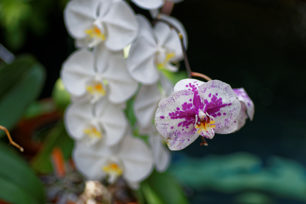 DSC_3827_DxO.jpg