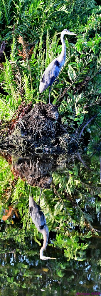 DSC_3827_stitch6_001.JPG