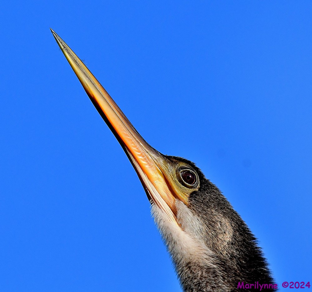 DSC_3829_001.JPG