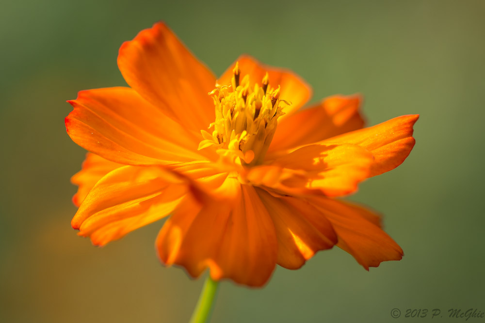 DSC_3831.jpg