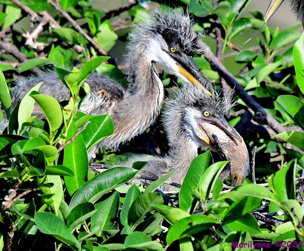 DSC_3833_001.JPG