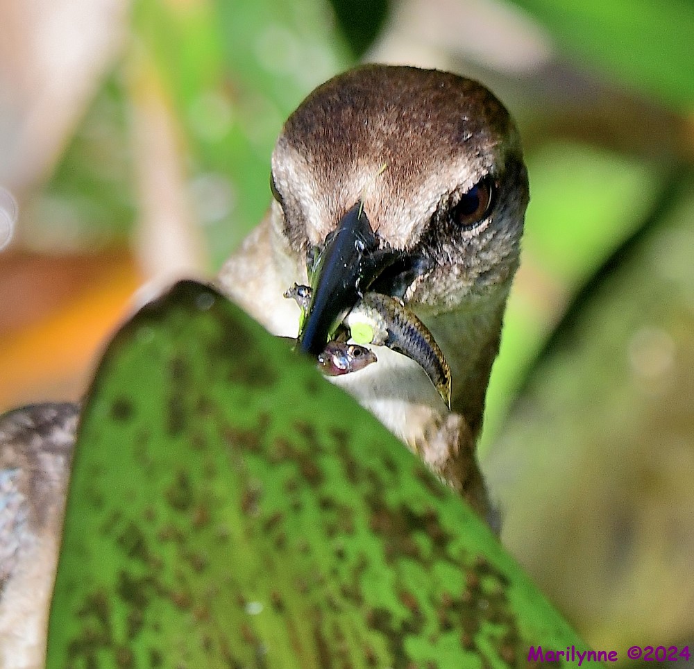 DSC_3834_001.JPG