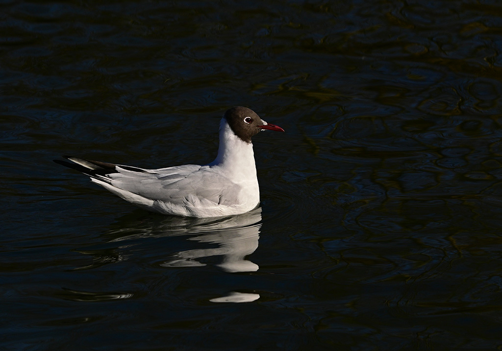 DSC_3835.jpg