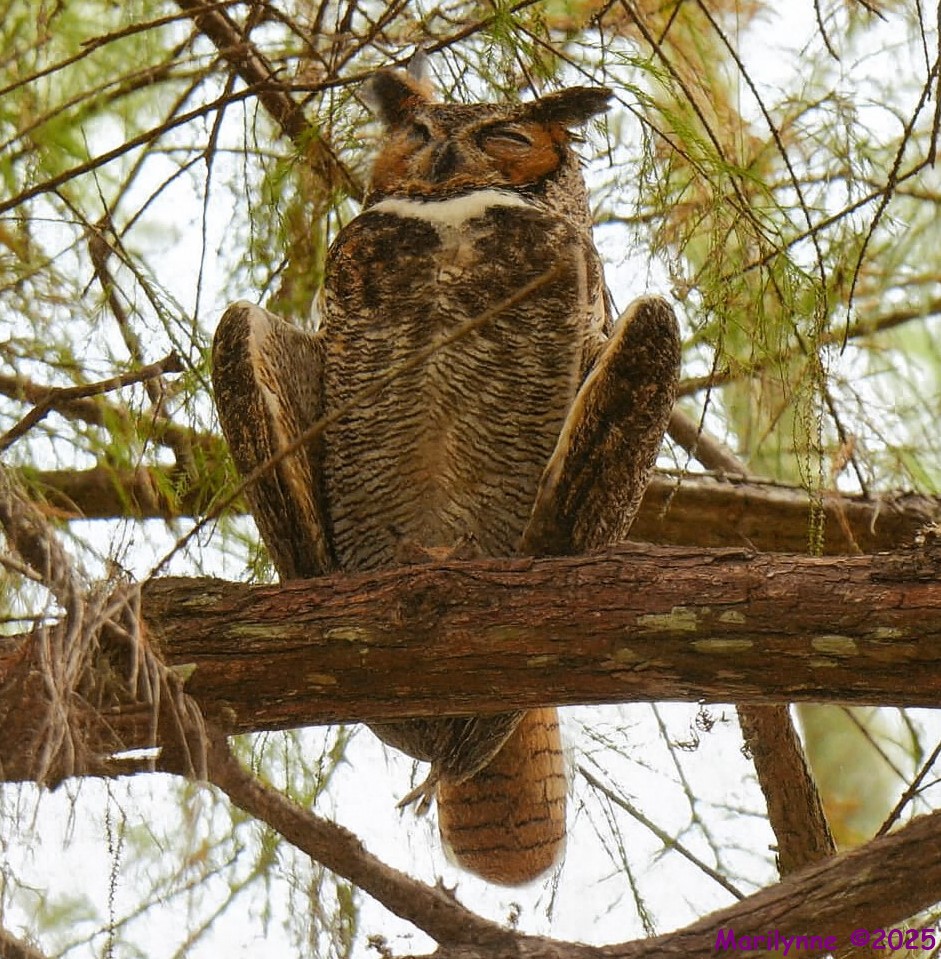 DSC_3836 copy_001.JPG