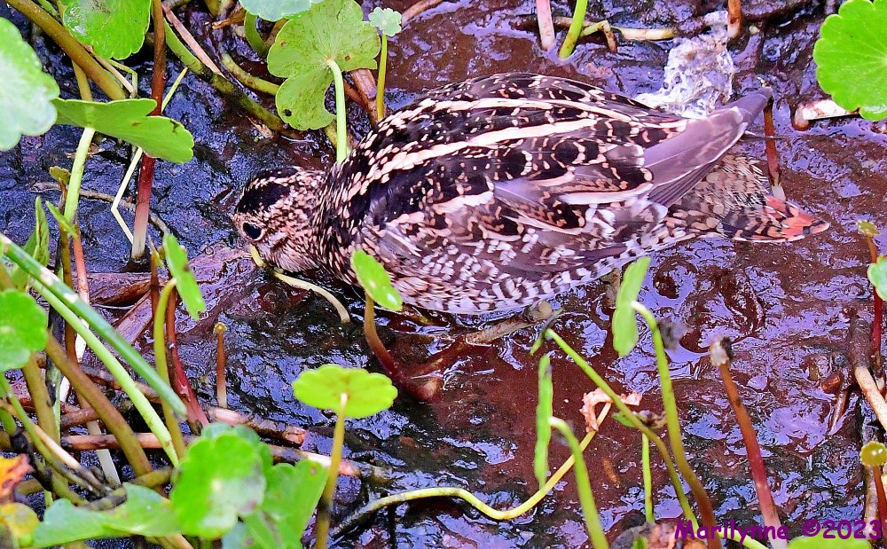 DSC_3836_001.JPG