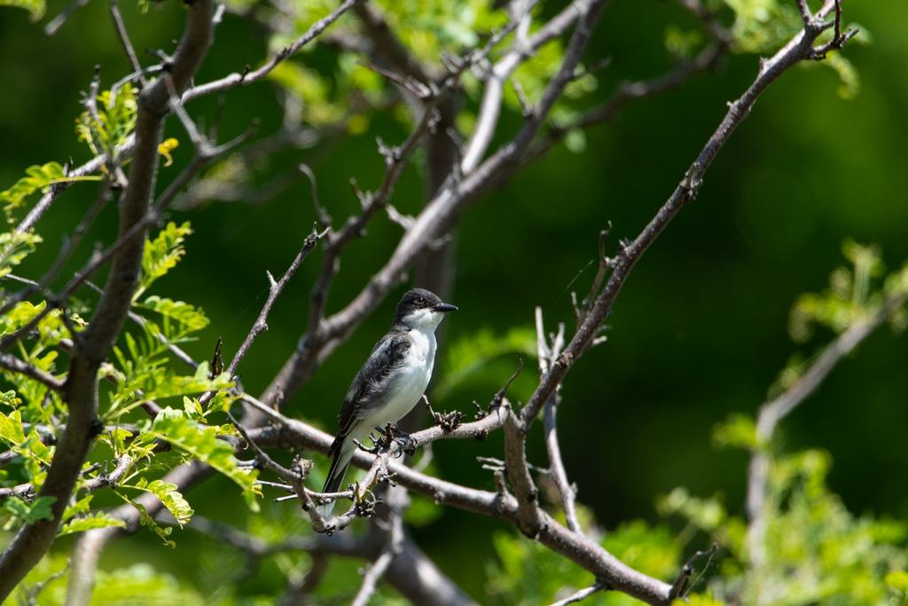 DSC_3837.jpg