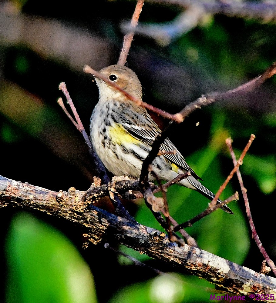 DSC_3837_001.JPG