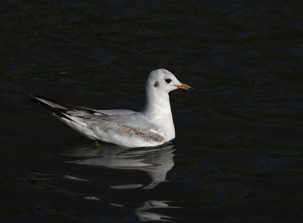 DSC_3838.jpg